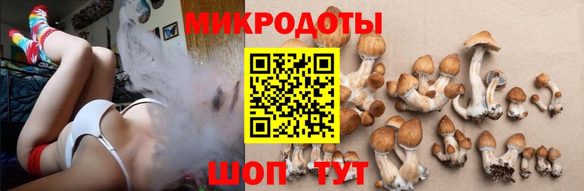 Псилоцибиновые грибы Psilocybe Можайск